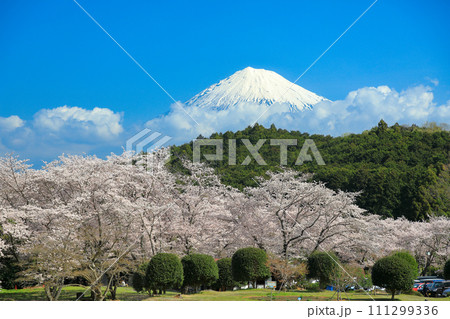 静岡県富士市　岩本山公園から望む満開桜と富士山 111299336