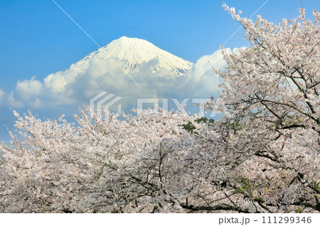 静岡県富士市 岩本山公園から望む満開桜と富士山 静岡県富士市 岩本山公園から望む満開桜と富士山 111299346