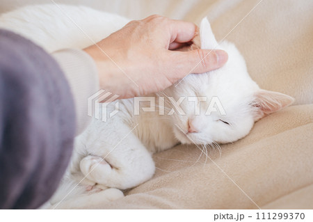 室内でくつろぐ飼い猫 111299370