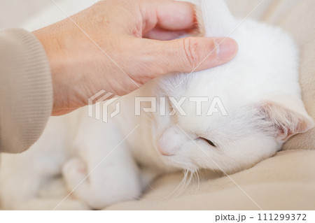 室内でくつろぐ飼い猫 111299372