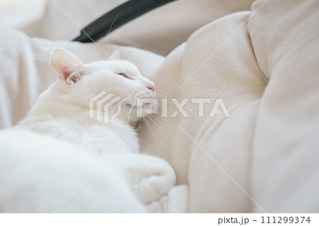 室内でくつろぐ飼い猫 室内でくつろぐ飼い猫 111299374