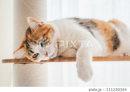 室内でくつろぐ飼い猫 室内でくつろぐ飼い猫 111299384