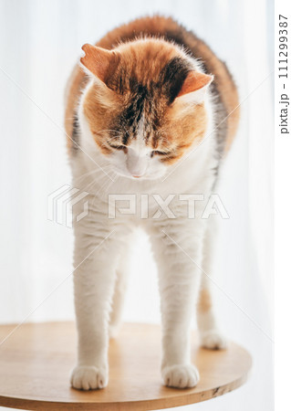 室内でくつろぐ飼い猫 室内でくつろぐ飼い猫 111299387