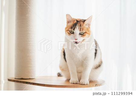 室内でくつろぐ飼い猫 室内でくつろぐ飼い猫 111299394