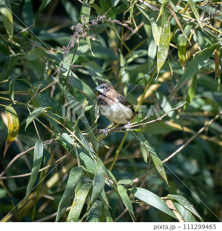White Rumped Munia White Rumped Munia 111299465