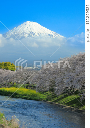 潤井川龍巌渕の満開桜並木と富士山　静岡県富士市 111299522