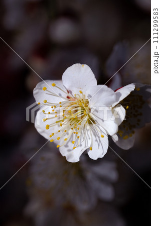 春に咲く花 梅 白梅 春に咲く花 梅 白梅 111299583