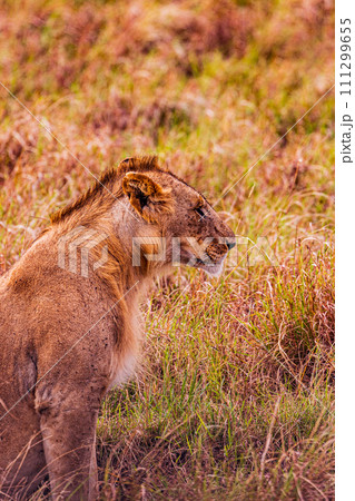 Lion Lioness Cub King of the jungle Wildlife Animals Mammals Savanna Grassland Wilderness Freat Rift Valley Maasai Mara National Game Reserve Park Narok County Kenya East Africa Landscapes  111299655