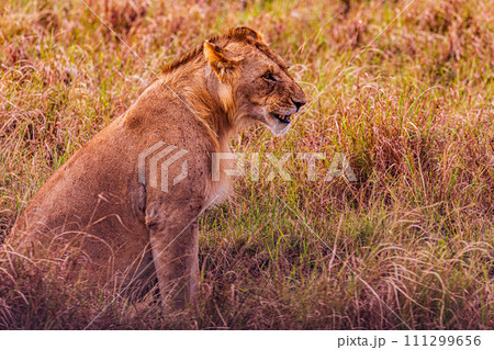 Lion Lioness Cub King of the jungle Wildlife Animals Mammals Savanna Grassland Wilderness Freat Rift Valley Maasai Mara National Game Reserve Park Narok County Kenya East Africa Landscapes  111299656