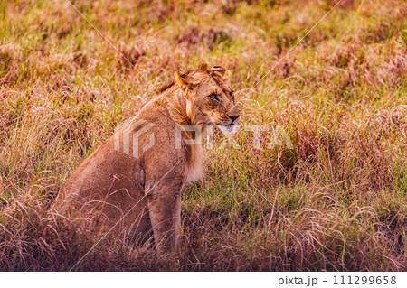 Lion Lioness Cub King of the jungle Wildlife Animals Mammals Savanna Grassland Wilderness Freat Rift Valley Maasai Mara National Game Reserve Park Narok County Kenya East Africa Landscapes Lion Lioness Cub King of the jungle Wildlife Animals Mammals Savanna Grassland Wilderness Freat Rift Valley Maasai Mara National Game Reserve Park Narok County Kenya East Africa Landscapes 111299658