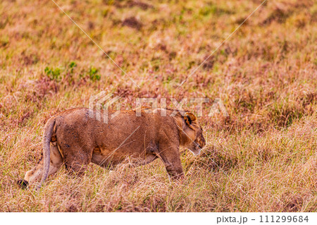 Lion Lioness Cub King of the jungle Wildlife Animals Mammals Savanna Grassland Wilderness Freat Rift Valley Maasai Mara National Game Reserve Park Narok County Kenya East Africa Landscapes  111299684