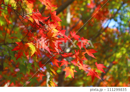 鮮やかな秋の紅葉 鮮やかな秋の紅葉 111299835