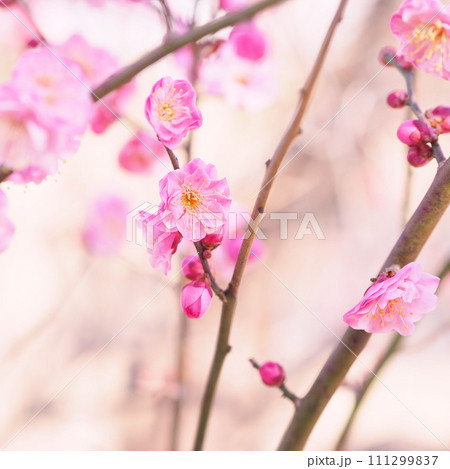 春の訪れを告げる梅の花 春の訪れを告げる梅の花 111299837