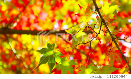 鮮やかに染まる日本の秋の紅葉の景色 鮮やかに染まる日本の秋の紅葉の景色 111299944