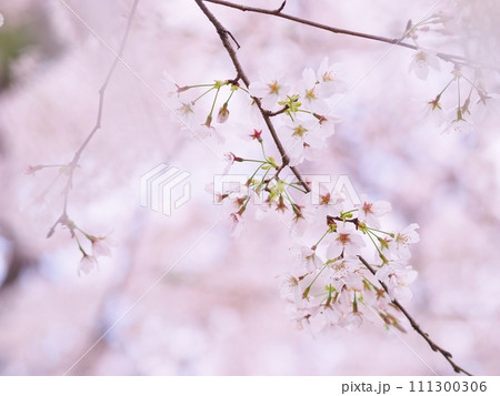 桜の花が咲いています 桜の花が咲いています 111300306