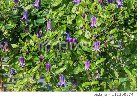 大株で壁のように仕立てたベル形のクレマチス【ソフィー】 大株で壁のように仕立てたベル形のクレマチス【ソフィー】 111300374