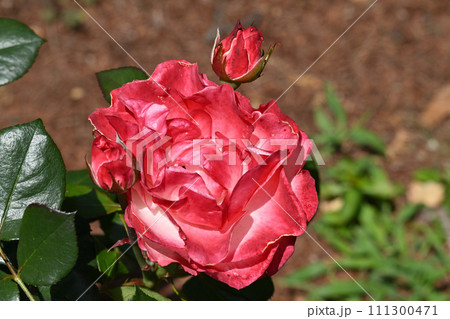 ノスタルジー・バラ ノスタルジー・バラ 111300471