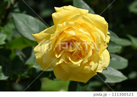 ローズ・ヨコハマ 111300523