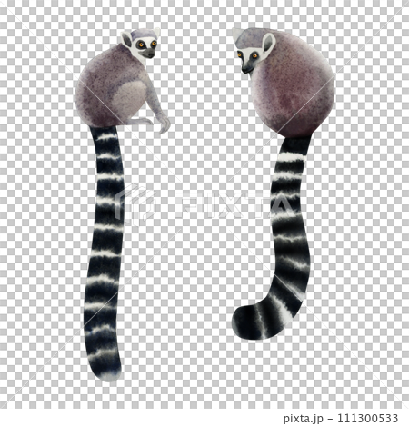 Watercolor lemurs sitting illustration set. Hand drawn cute tropical monkey from Madagascar with long tail Watercolor lemurs sitting illustration set. Hand drawn cute tropical monkey from Madagascar with long tail 111300533