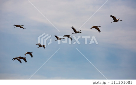 Large flock of cranes flying in sky Large flock of cranes flying in sky 111301083