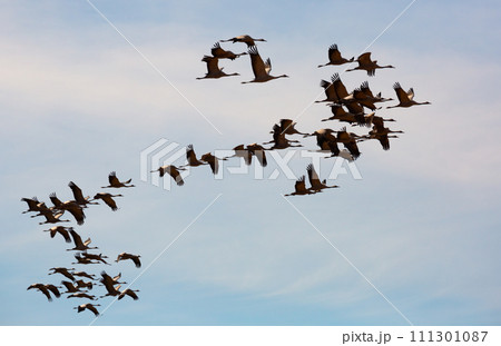 Cranes flying in blue sky Cranes flying in blue sky 111301087