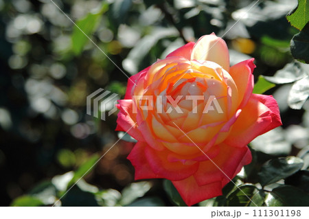 荒尾市 おもやい市民花壇 バラの花、 荒尾市 おもやい市民花壇 バラの花、 111301198