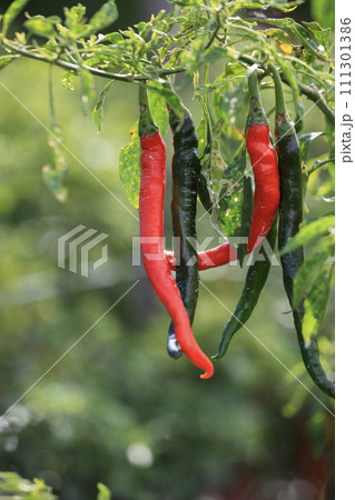 Red and green chilli on plant in the garden, stock photo 111301386
