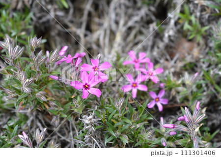 Creeping Phlox Atropurpurea 111301406