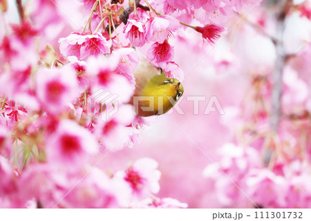 早咲きの桜に蜜を求めてやって来るメジロ 早咲きの桜に蜜を求めてやって来るメジロ 111301732