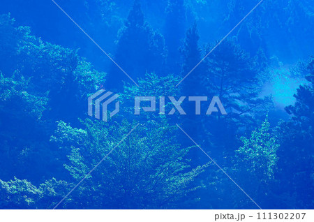 森の朝もや 111302207