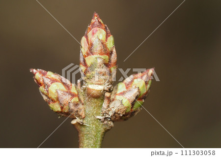 ニシキギの葉痕と新芽 111303058