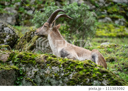 Majestic Mountain Goat Resting on a Lush Green Mossy Rock Majestic Mountain Goat Resting on a Lush Green Mossy Rock 111303092