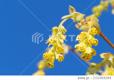 トサミズキの花 トサミズキの花 111303204