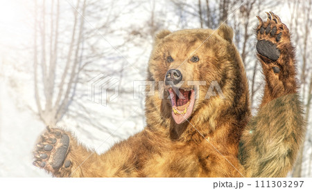 Taxidermy of a Kamchatka brown bear in forest on winter on sunlight 111303297