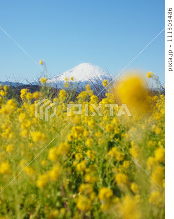 菜の花畑から見る春の富士山 111303486