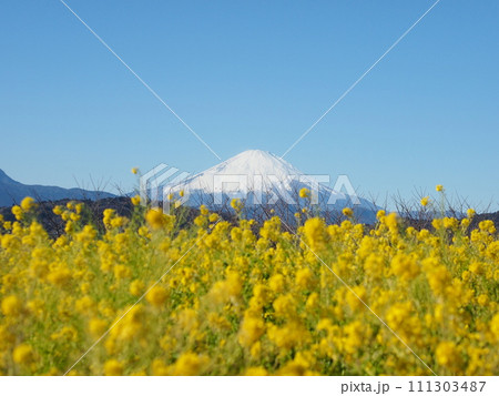 菜の花畑から見る春の富士山 111303487