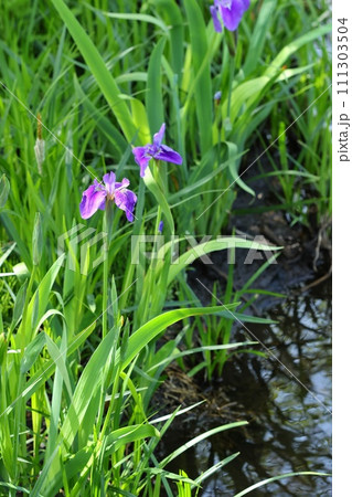 ノハナショウブ　野生の花菖蒲　紫色の花 111303504