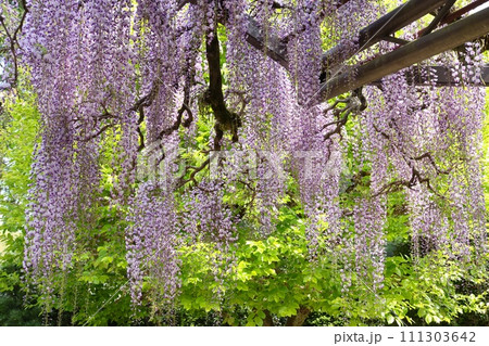 長藤　フジの花　長い花柄　紫色　日本的 111303642