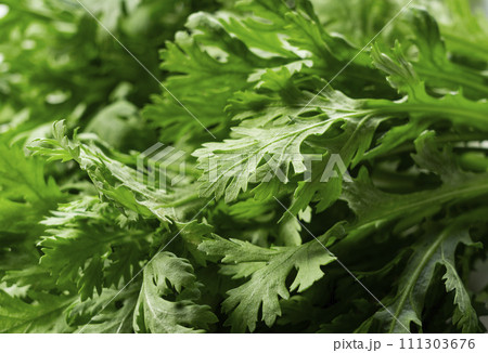 春菊 春菊 111303676