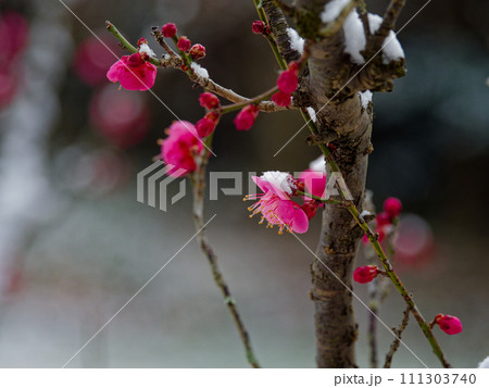 雪の朝　雪の綿帽子を被る紅梅の花 111303740