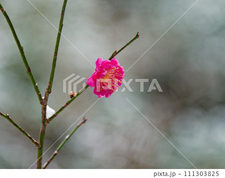 雪の朝 雪の綿帽子を被る紅梅の花 雪の朝 雪の綿帽子を被る紅梅の花 111303825