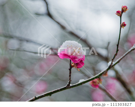 雪の朝　雪の綿帽子を被る紅梅の花 111303827