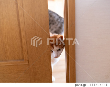 ドアの隙間から覗く猫 茶トラ白 ドアの隙間から覗く猫 茶トラ白 111303881