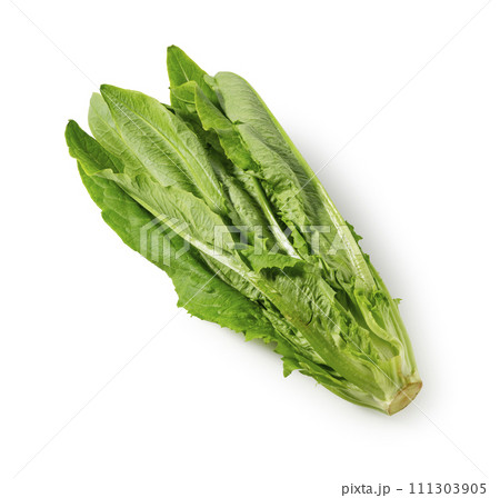 油麦菜 油麦菜 111303905