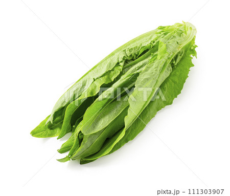 油麦菜 油麦菜 111303907