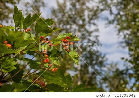 Close-up on a bunch of red and green rowan on a tree on an summer day during a fall. Close-up on a bunch of red and green rowan on a tree on an summer day during a fall. 111303948