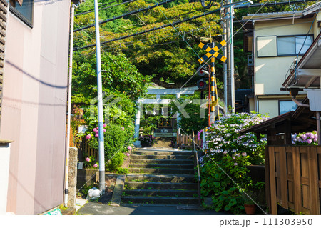 古都鎌倉の初夏 紫陽花が咲く御霊神社 古都鎌倉の初夏 紫陽花が咲く御霊神社 111303950