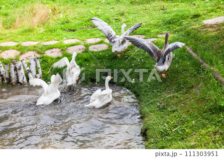 Ducks and goose with orange beaks and paws going out an artificial pond with muddy water on a summer day at a farm yard. 111303951