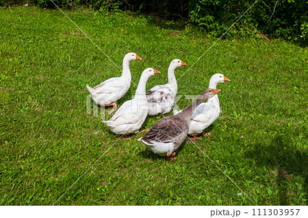 Group of geese and ducks quacking in the small pond on summer sunny day. Hunting  and farming birds. 111303957