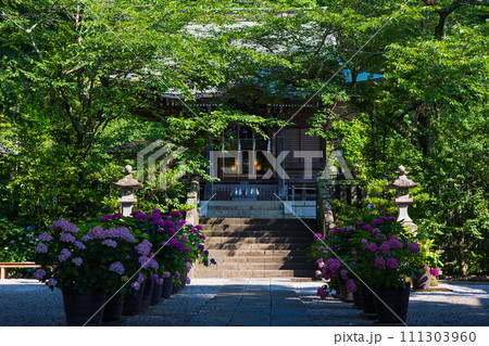 古都鎌倉の初夏 紫陽花が咲く御霊神社 古都鎌倉の初夏 紫陽花が咲く御霊神社 111303960